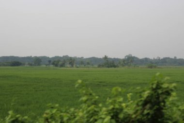 Kırsaldaki güzel yeşil alan.