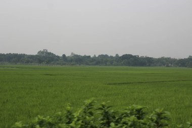 Sabah yeşil pirinç tarlası