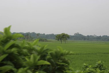 Tayland 'daki pirinç tarlaları