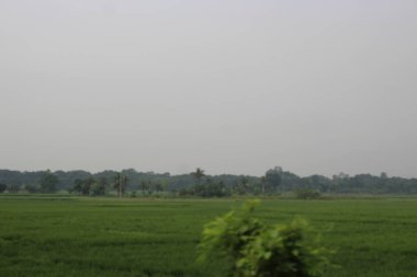 Kırsalda pirinç tarlası