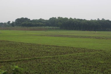 Ağaçları ve bitkileri olan yeşil alanlar