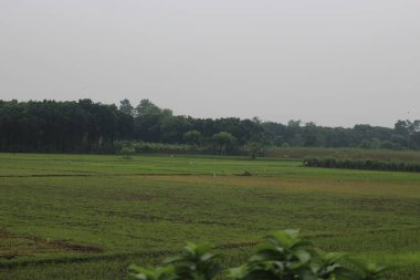 Ormanda yeşil pirinç tarlası