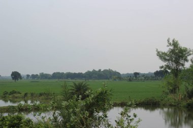 Parkta bir ağacı olan güzel bir manzara.