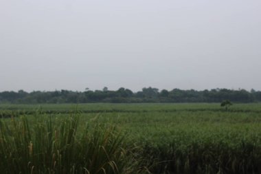 Ağacı ve tarlası olan güzel bir manzara.