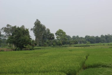 Tarlaların ortasında yeşil pirinç tarlaları