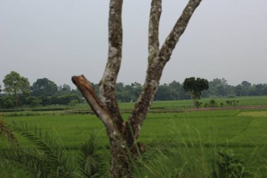 Kırsalda yeşil pirinç tarlası