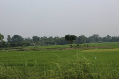 Pirinç tarlalarının güzel manzarası