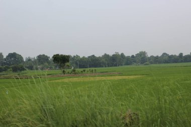 Kırsalda pirinç tarlası