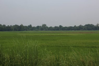 Yeşil pirinç tarlası ve mavi bulutlu