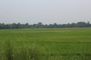 yeşil pirinç tarlası, tarım tarımı, tarım