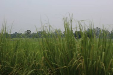 Tayland 'daki pirinç tarlası