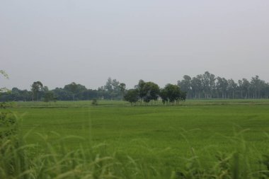 Tayland 'da yeşil pirinç tarlası