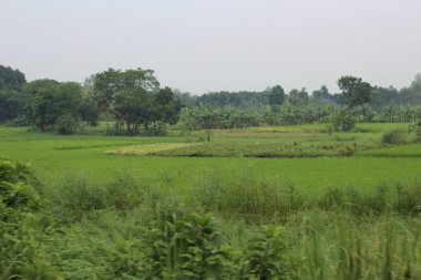 Kırsal bölgedeki pirinç tarlası