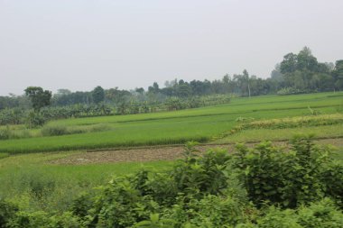 Kedah, Malezya 'nın Paddy Pirinç Tarlaları