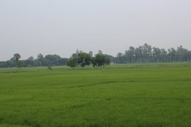 Pirinç tarlası olan güzel manzara