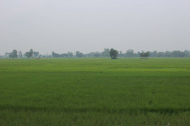 Kırsal bölgedeki yeşil çeltik tarlaları