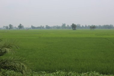 Yeşil pirinç tarlası, tarım endüstrisi.