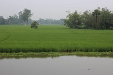 Yeşil ağaçlı ve gökyüzlü pirinç tarlası