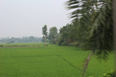 Sabah pirinç tarlası