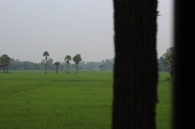 Ağaç ve çimenli yeşil pirinç tarlası