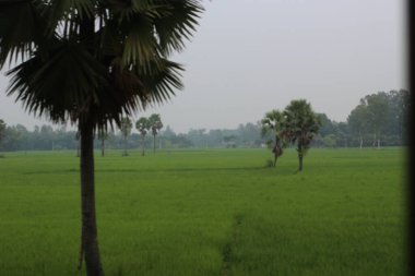 Pirinç ve tarlası olan güzel bir manzara.
