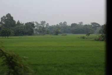 Hindistan 'ın kırsal pirinç tarlası