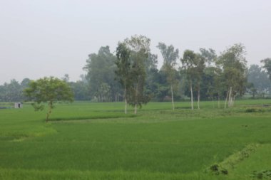 Hindistan 'da kırsal alan