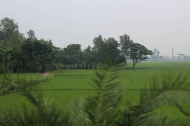 yeşil ağaçlar tarlada