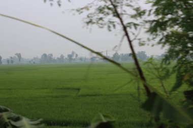 Doğanın güzel manzarası