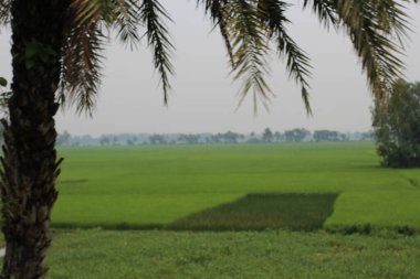 yeşil tarla ve mavi gökyüzü