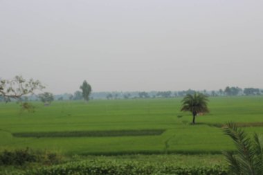 Sabah yeşil ağaçlı pirinç tarlası