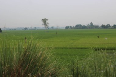 pirinç tarlası ve mavi gökyüzü ile yeşil çimen