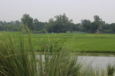pirinç tarlaları ve çeltik tarlaları.