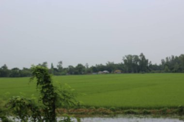 Tayland 'daki pirinç tarlaları.