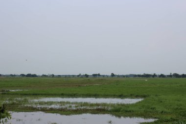 Tayland 'daki pirinç tarlası