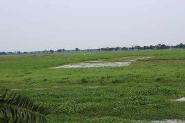 pirinç tarlası, çeltik tarlası