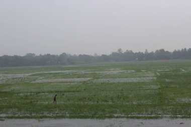 yağmur damlaları ve pirinç tarlası