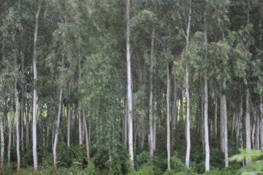 Ormanda yeşil ağaçlar