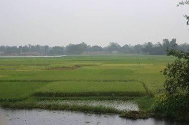 Tayland kırsalındaki pirinç tarlaları