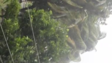 Parktaki yeşil ağaçların manzarası