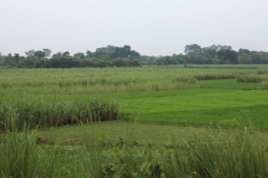 yeşil çimenler tarlada