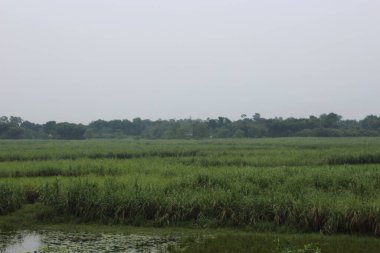 Kedah, Malezya 'nın çeltik pirinç tarlası