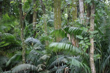 Palmiye yaprakları, costa rica, costa rica