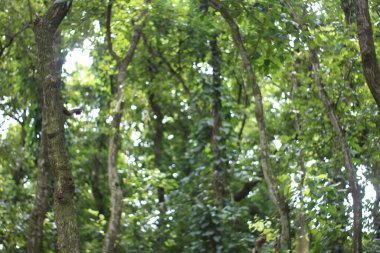 Doğadaki ağaç, bitki ve yapraklar