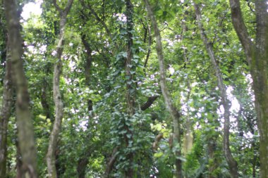 Ormandaki yeşil ağaçlar