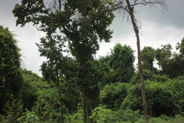 Ormandaki ağaç dalları