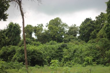 Ormanda yeşil çimenler