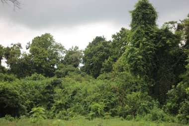 Ormanda ağaçlar, doğa ve çevre