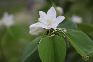 Bahçede beyaz çiçekler