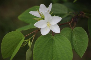 Bahçedeki güzel çiçekler